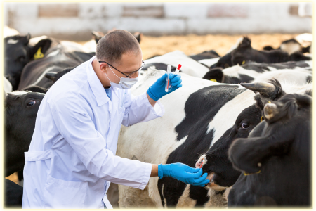 Выездное занятие на молочную ферму