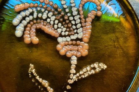 Приглашаем Вас принять участие в работе международной научной конференции студентов, аспирантов и молодых учёных “Ветеринарная лабораторная практика», 18 по 22 апреля 2024 года.