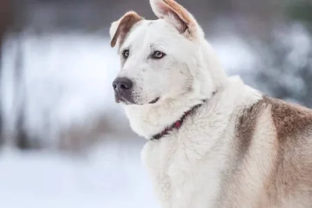 БЛАГОДАРСТВЕННОЕ ПИСЬМО