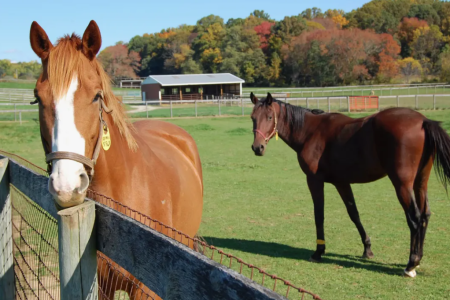 Международная научно-практическая конференция «Современные проблемы иппологии»