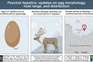 Печёночная двуустка (Fasciola hepatica): что новенького?