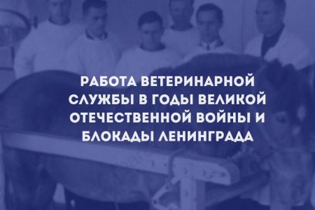 Работа ветеринарной службы в годы Великой Отечественной войны и блокады Ленинграда