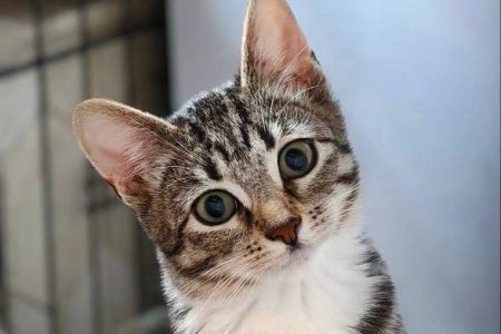 Волонтёрские выезды “Академии добра” в приюты Ленобласти!