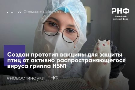 Ученые СПбГУВМ и НИИ гриппа имени А.А. Смородинцева разработали новый вакцинный штамм против высокопатогенного вируса гриппа птиц H5N1