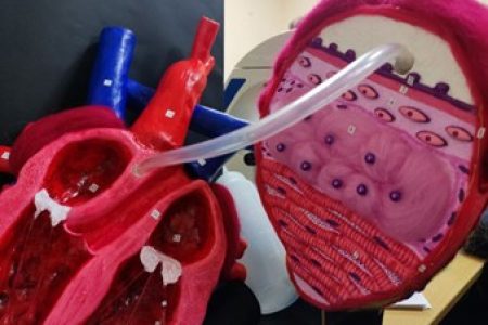 Итоги конкурса учебных моделей «Гистология» и «Биология» 2025