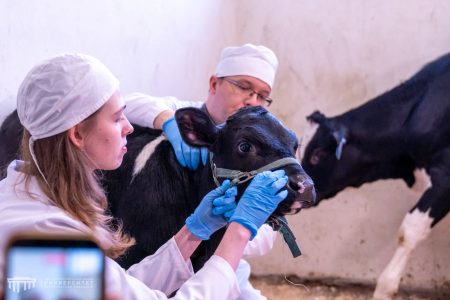 СПбГУВМ представил телёнка с уникальной генетикой телеканалам и СМИ